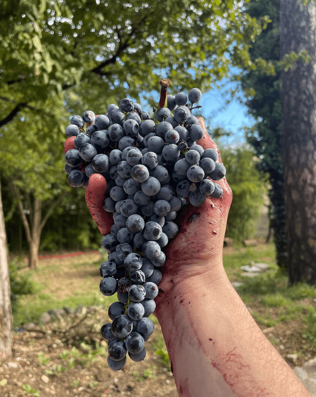 Dalla vigna al calice